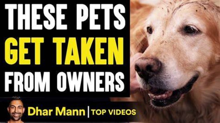 Dhar Mann Pets