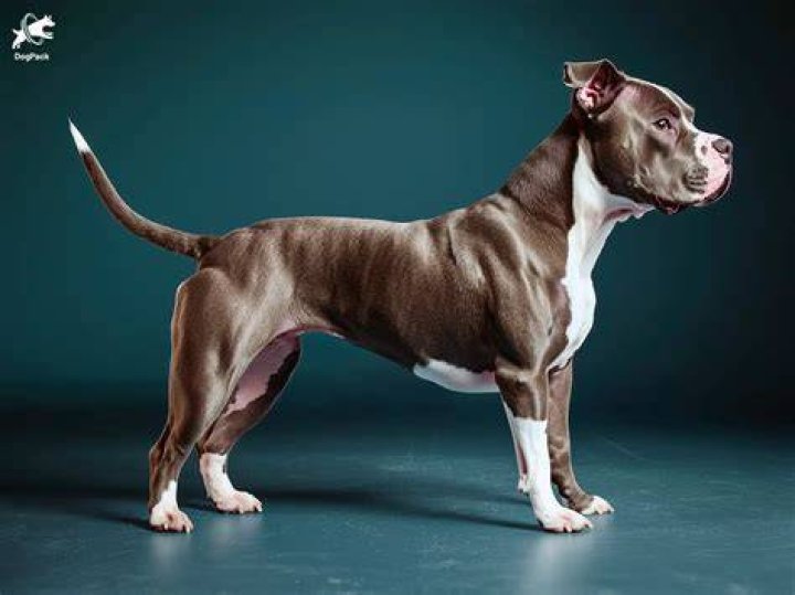 pitbull